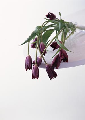 東京でデザイナーズ家具を手放すなら